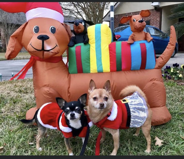 Rena Grace, a Miniature Pinscher and Pomeranian mix tested with EmbarkVet.com