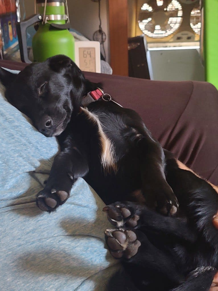 Captain Awesome, an Alaskan-type Husky and Cocker Spaniel mix tested with EmbarkVet.com