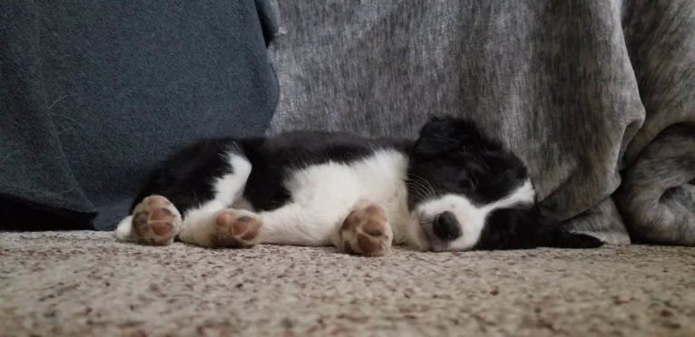 Willow, an Australian Shepherd and Border Collie mix tested with EmbarkVet.com