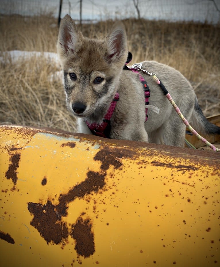 Nikita a dog tested with EmbarkVet.com