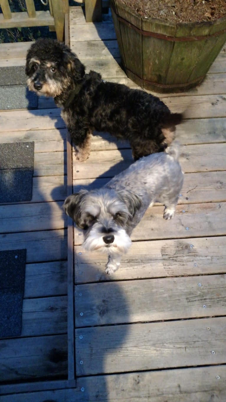 Charlie, a Miniature Schnauzer tested with EmbarkVet.com