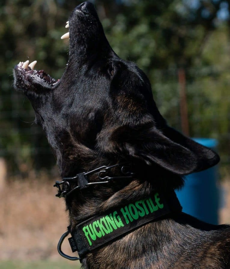 Static, a Dutch Shepherd tested with EmbarkVet.com