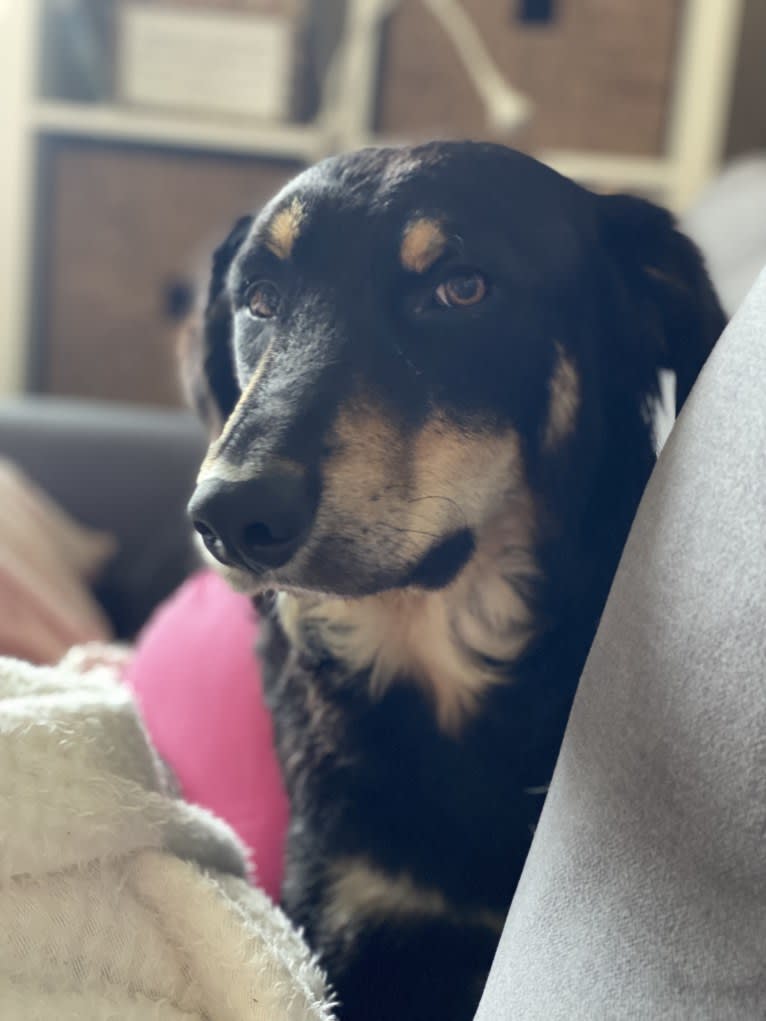 Cashew, a Border Collie and Labrador Retriever mix tested with EmbarkVet.com