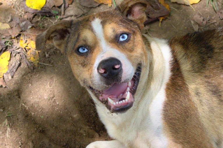 Thor, a Boston Terrier and Siberian Husky mix tested with EmbarkVet.com