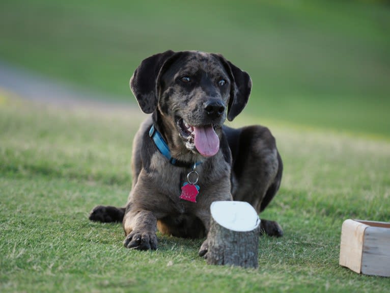 Ozark, an Australian Shepherd and Labrador Retriever mix tested with EmbarkVet.com