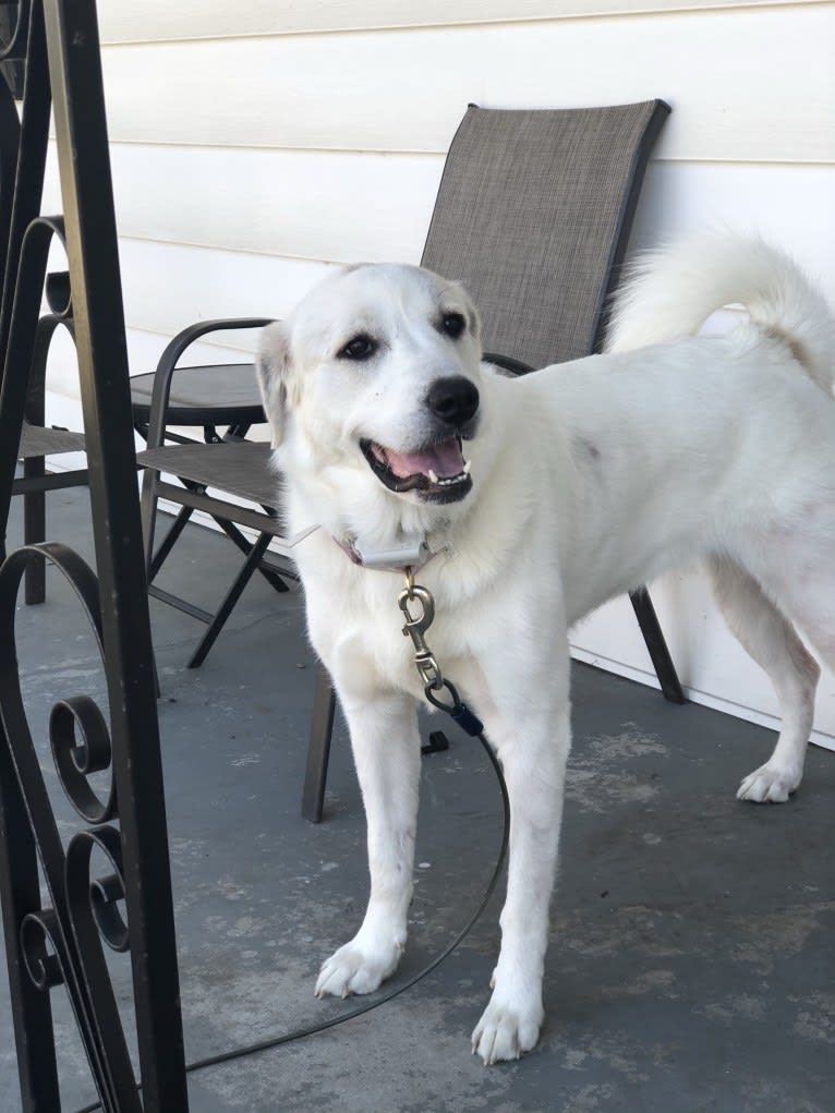 Neva, a Great Pyrenees tested with EmbarkVet.com