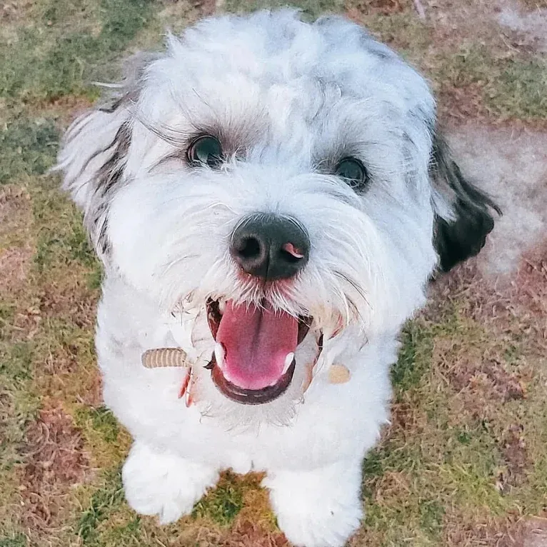 Cookie, a Poodle (Small) and Cocker Spaniel mix tested with EmbarkVet.com