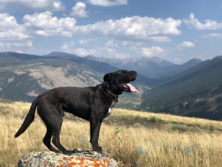 Leroy, a Border Collie and Australian Shepherd mix tested with EmbarkVet.com