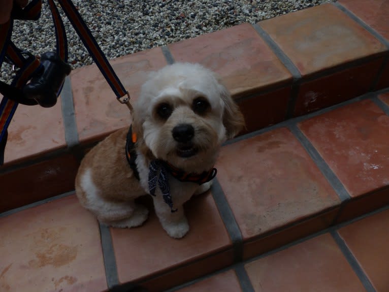 Chase, a Cockapoo tested with EmbarkVet.com