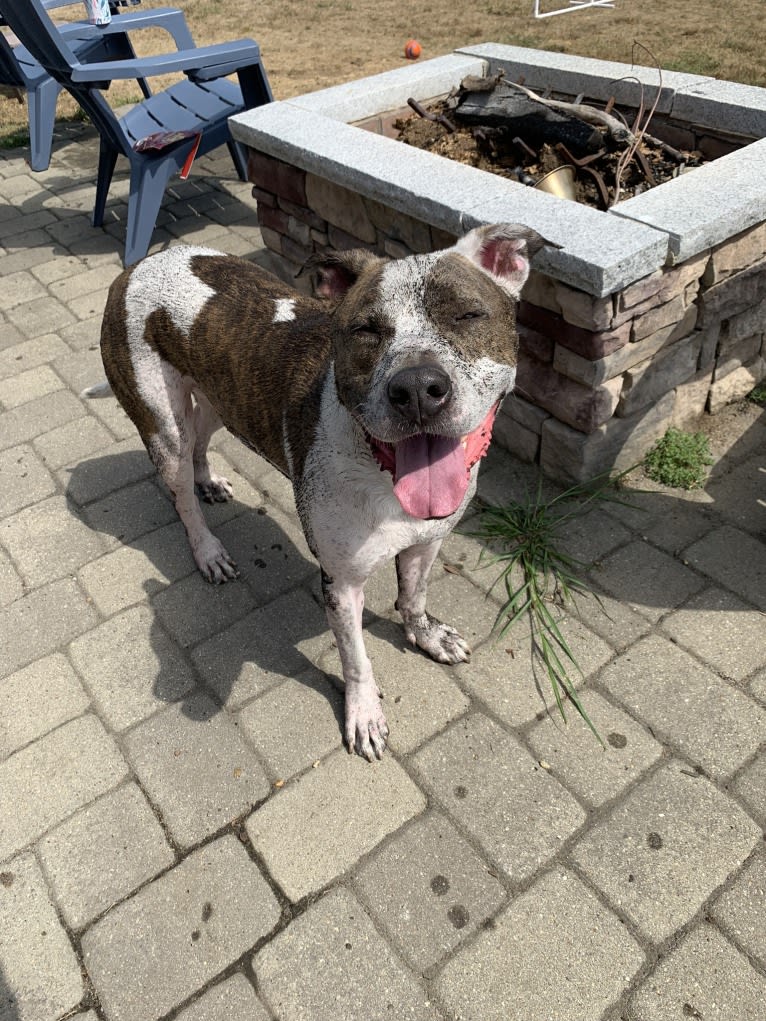 Chief, an American Pit Bull Terrier and American Staffordshire Terrier mix tested with EmbarkVet.com