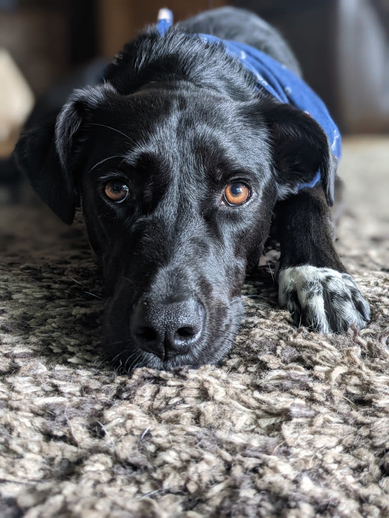 Kopa, an Australian Shepherd and American Pit Bull Terrier mix tested with EmbarkVet.com