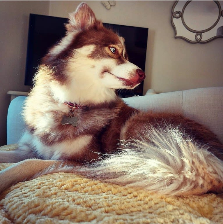 Leyla, a Pomsky tested with EmbarkVet.com