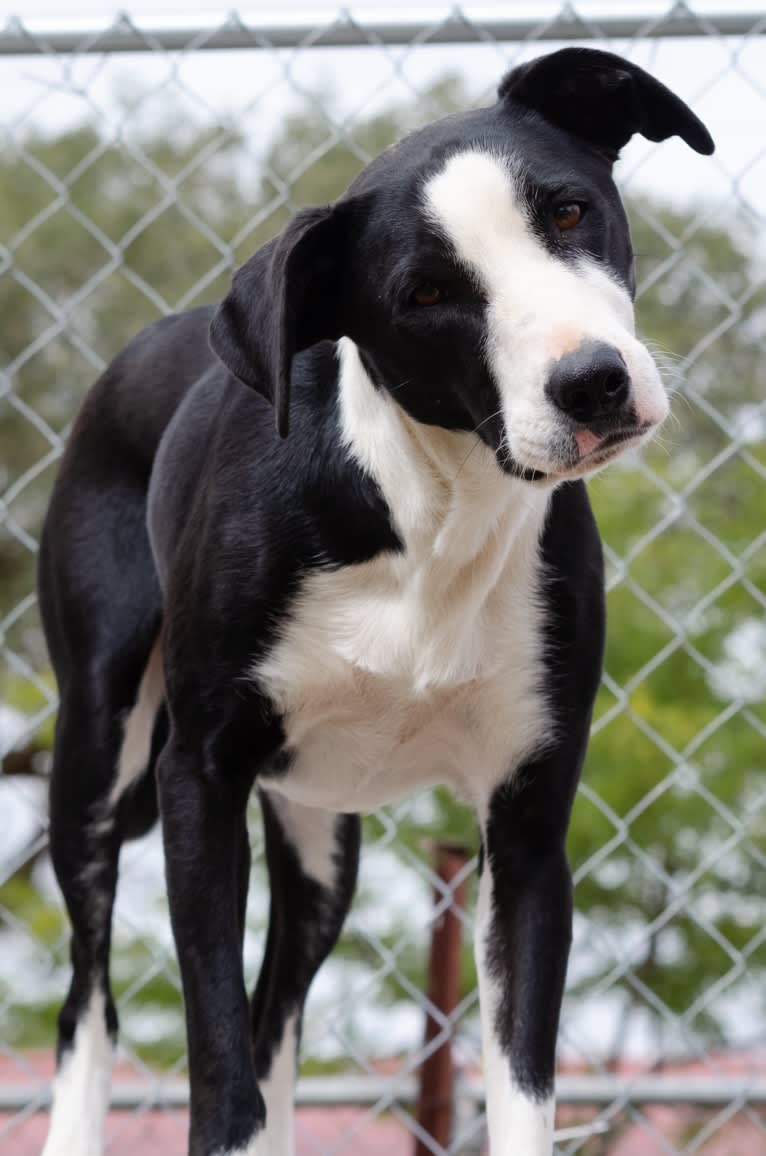 Rozyn, a Border Collie and American Pit Bull Terrier mix tested with EmbarkVet.com