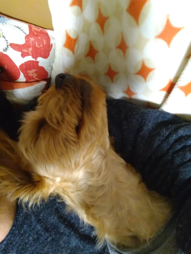 MAX, a Yorkshire Terrier and Shih Tzu mix tested with EmbarkVet.com