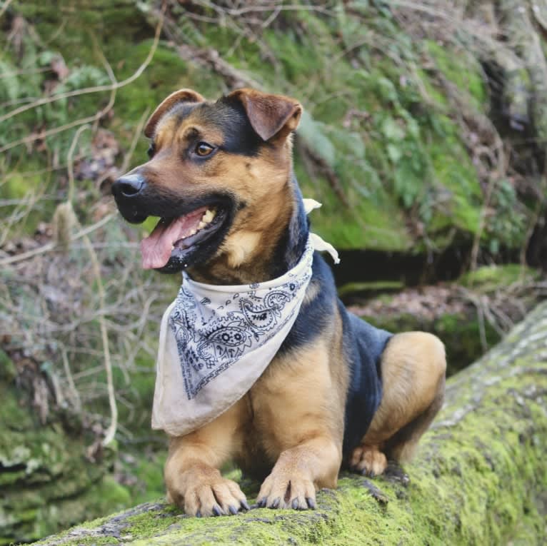 Kaydo, a German Shepherd Dog and Labrador Retriever mix tested with EmbarkVet.com