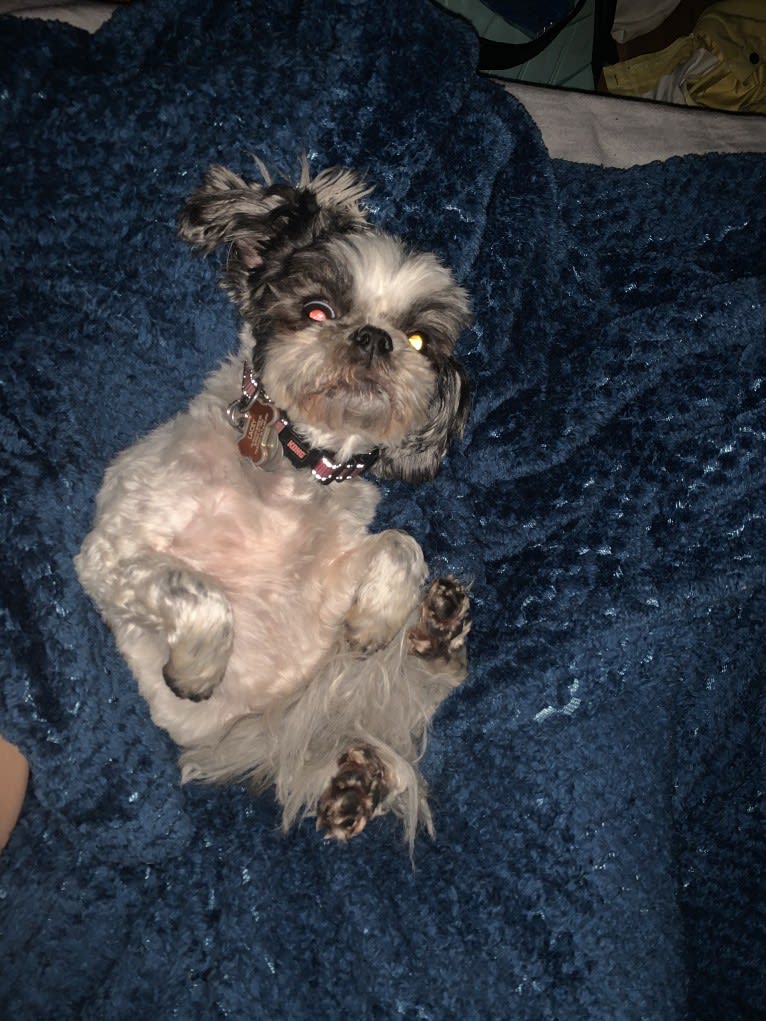 Lacey, a Shih Tzu tested with EmbarkVet.com