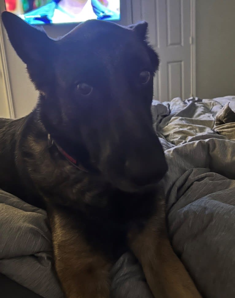 Bellona, a Dutch Shepherd and German Shepherd Dog mix tested with EmbarkVet.com