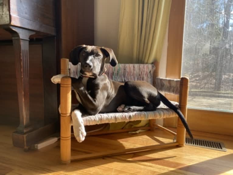 Rover, an American Pit Bull Terrier and Redbone Coonhound mix tested with EmbarkVet.com