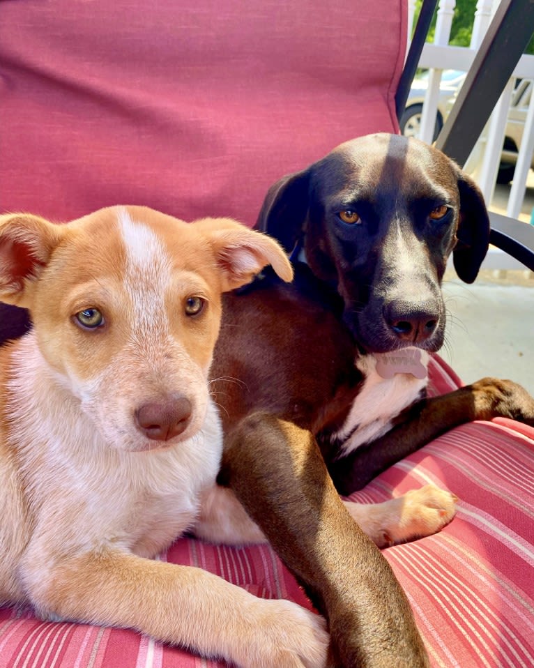 Lou, an Australian Cattle Dog and Australian Shepherd mix tested with EmbarkVet.com