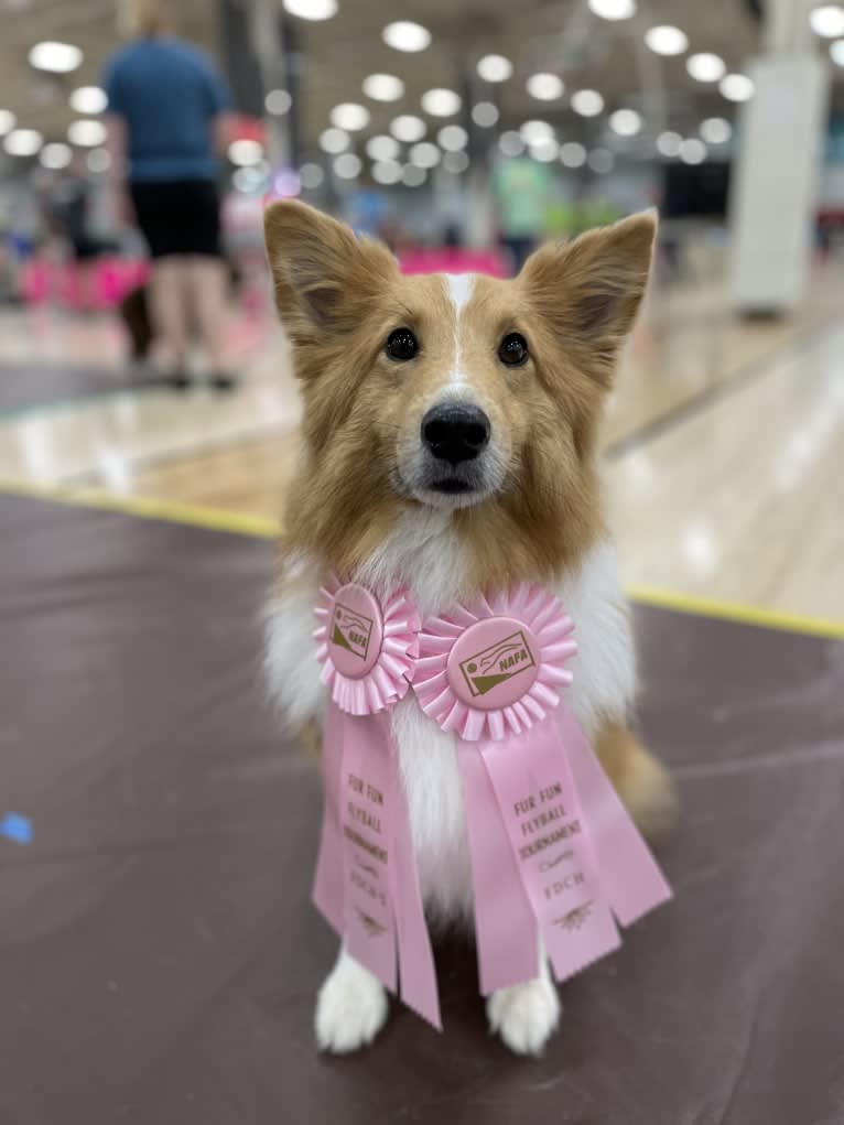 Hazelnut, a Shetland Sheepdog and Pomeranian mix tested with EmbarkVet.com