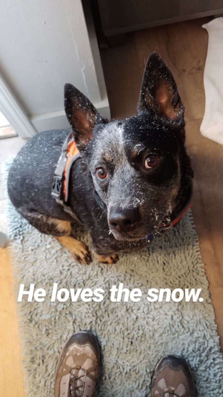 Rush, an Australian Cattle Dog tested with EmbarkVet.com