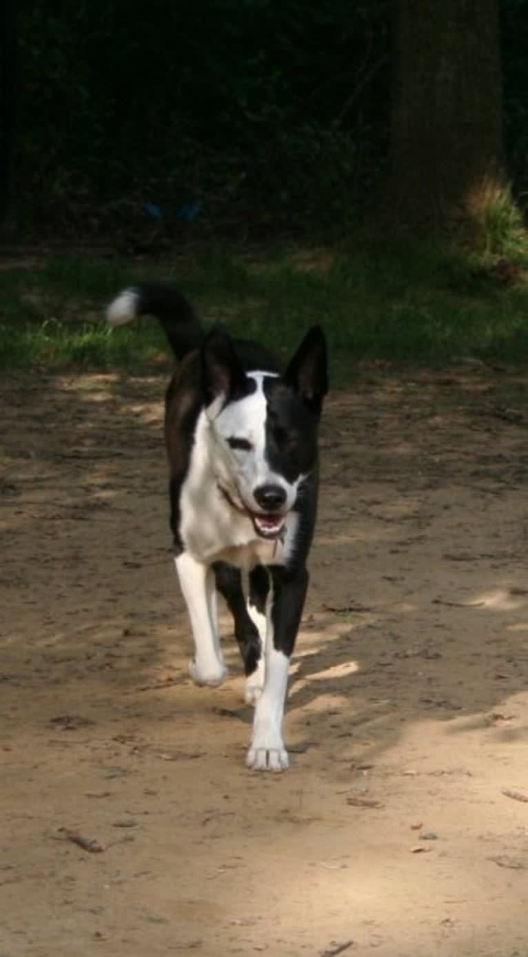 Lizy, a German Shepherd Dog and Akita mix tested with EmbarkVet.com
