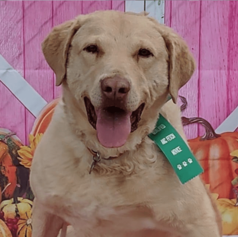 Mythos, a Chesapeake Bay Retriever tested with EmbarkVet.com