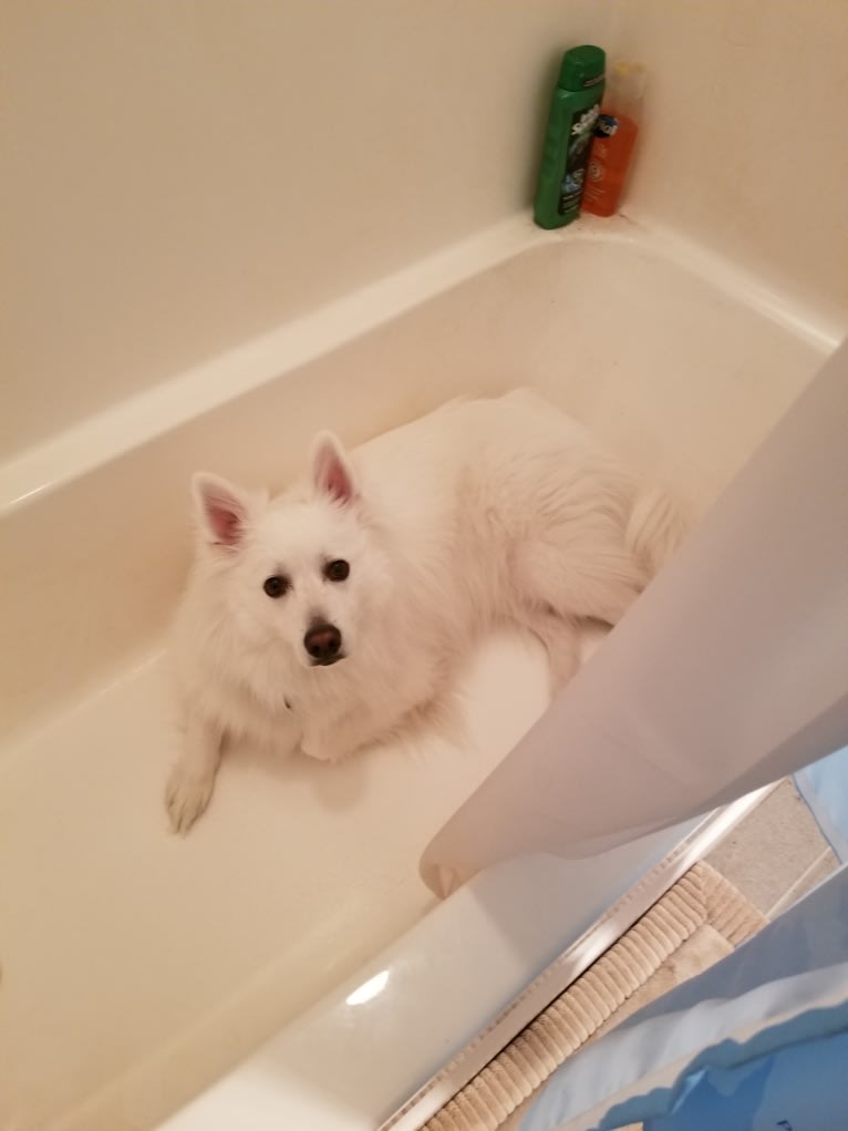 Ghost, an American Eskimo Dog tested with EmbarkVet.com