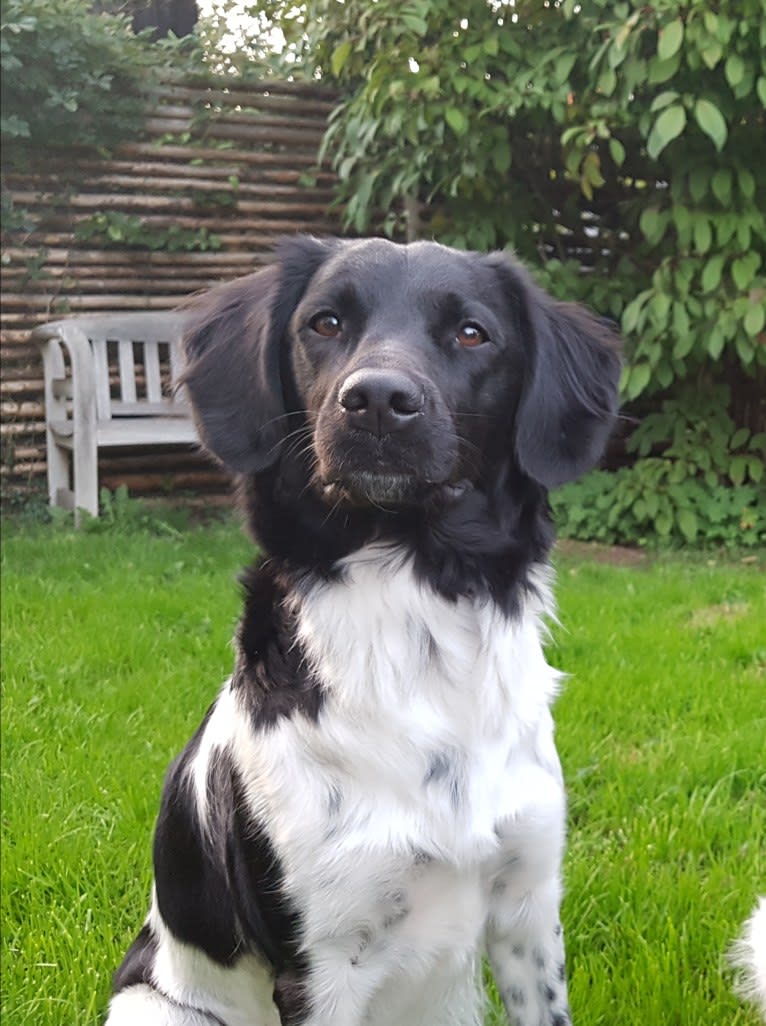 Chloé, a Stabyhoun tested with EmbarkVet.com