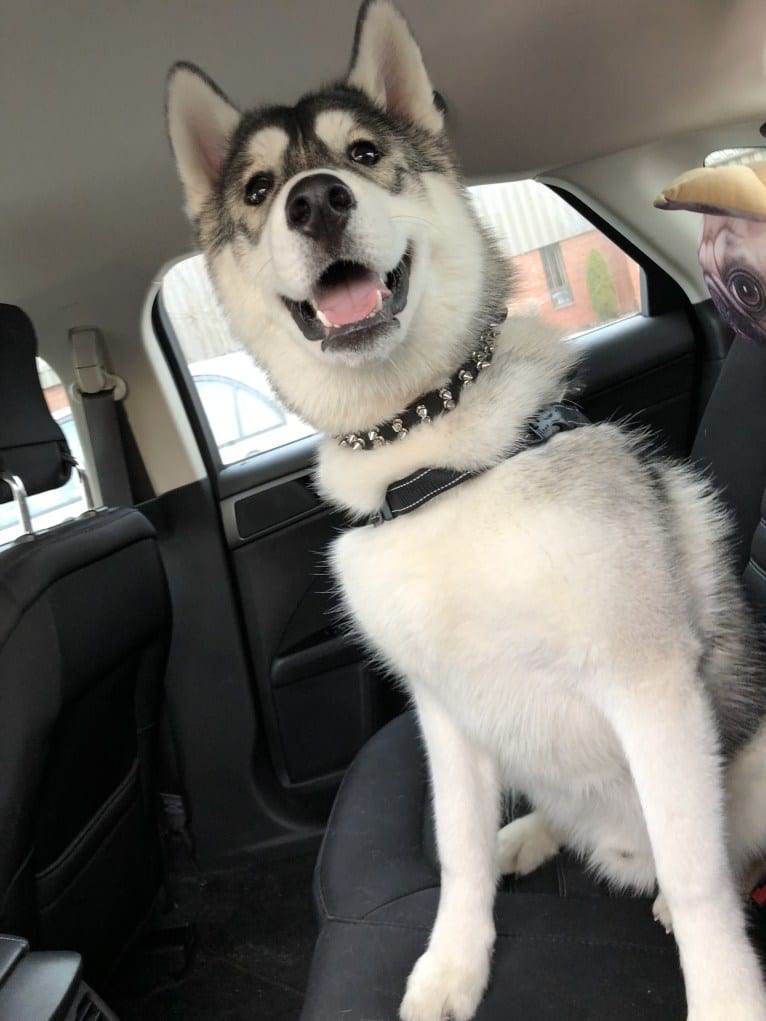 Timber, a Siberian Husky tested with EmbarkVet.com