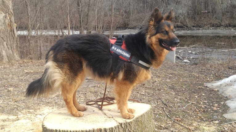 Arrizanna Nesarri Gala, a Bohemian Shepherd tested with EmbarkVet.com