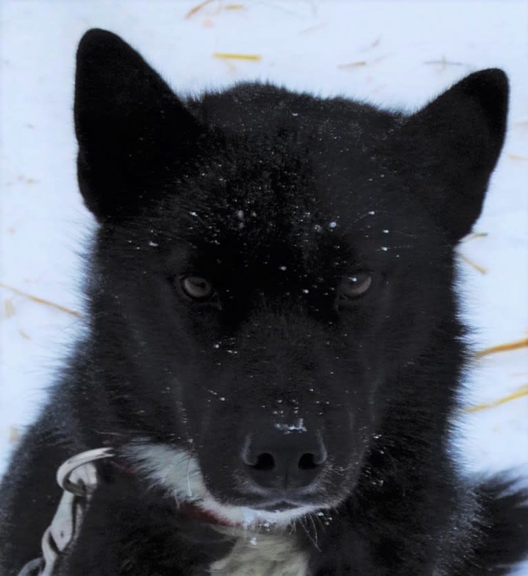 Fraser, a Siberian Husky tested with EmbarkVet.com