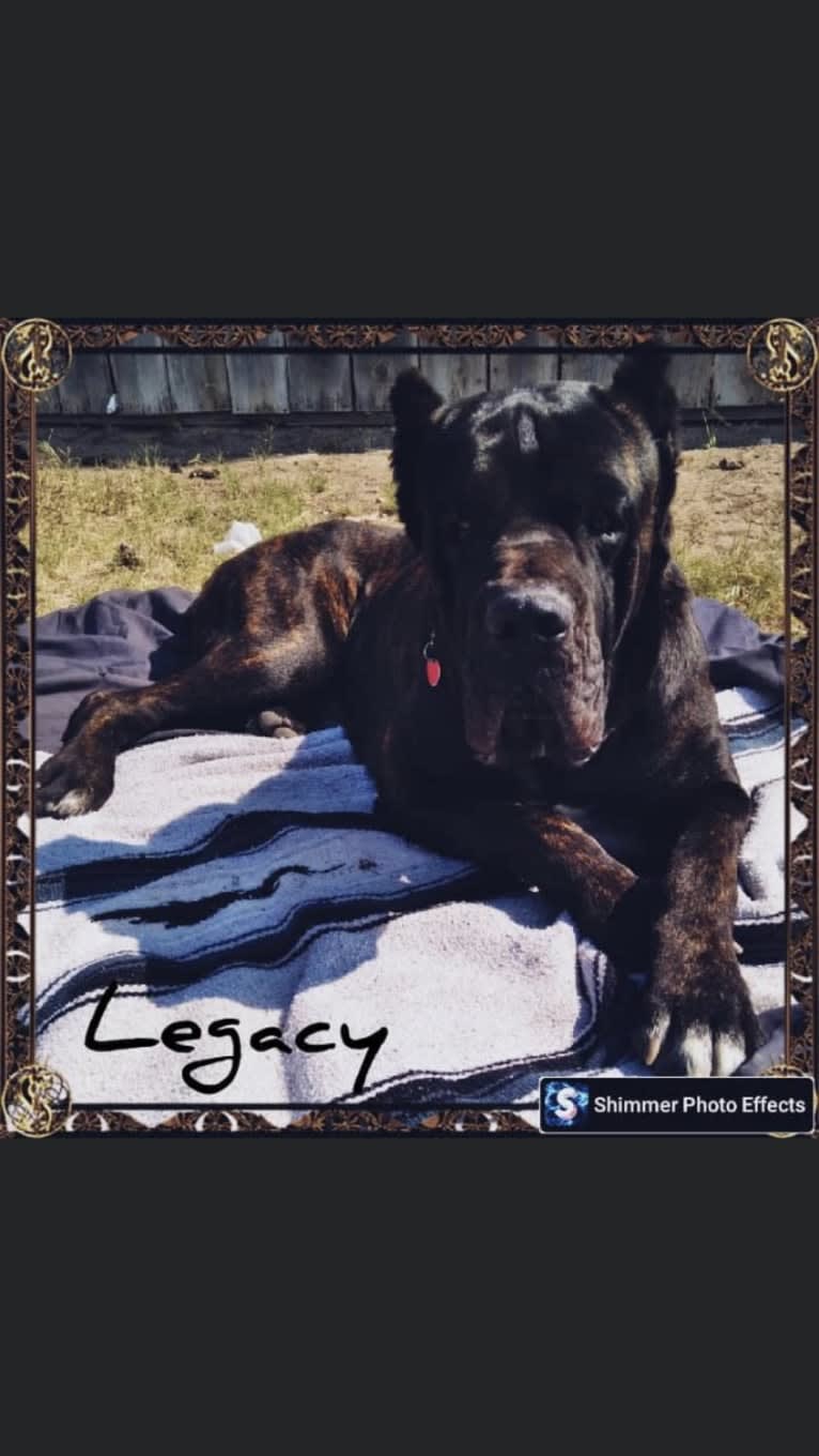 Legacy of Bane. (Gace), a Cane Corso tested with EmbarkVet.com