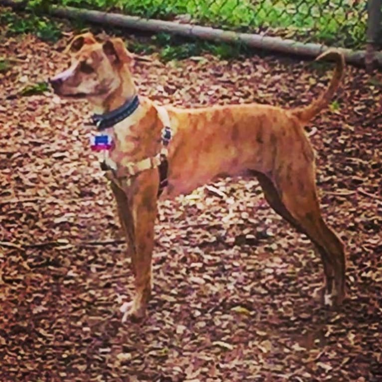 Dodger, a Mountain Cur tested with EmbarkVet.com