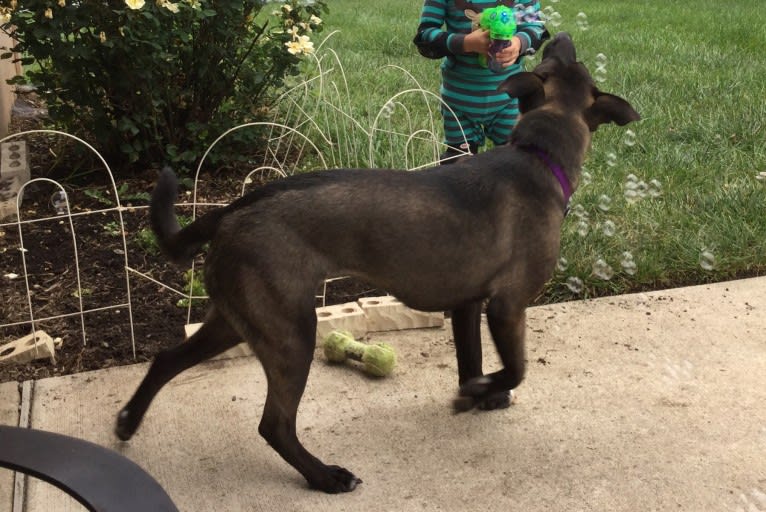 Luna, an American Pit Bull Terrier and Norwegian Elkhound mix tested with EmbarkVet.com