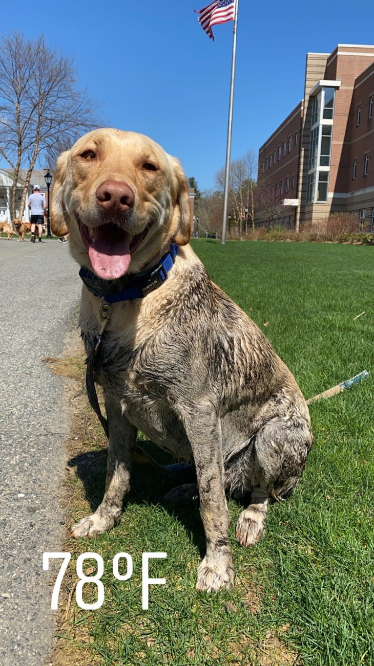 Gus, a Labrador Retriever tested with EmbarkVet.com