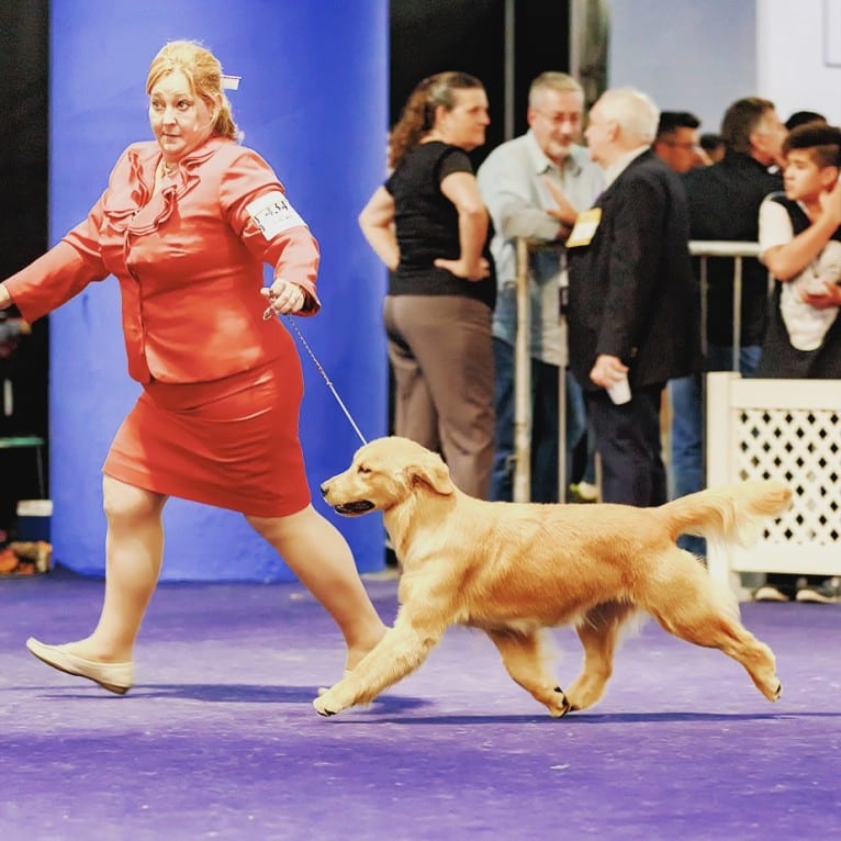 LIBERTY HENNA LISKA, a Golden Retriever tested with EmbarkVet.com