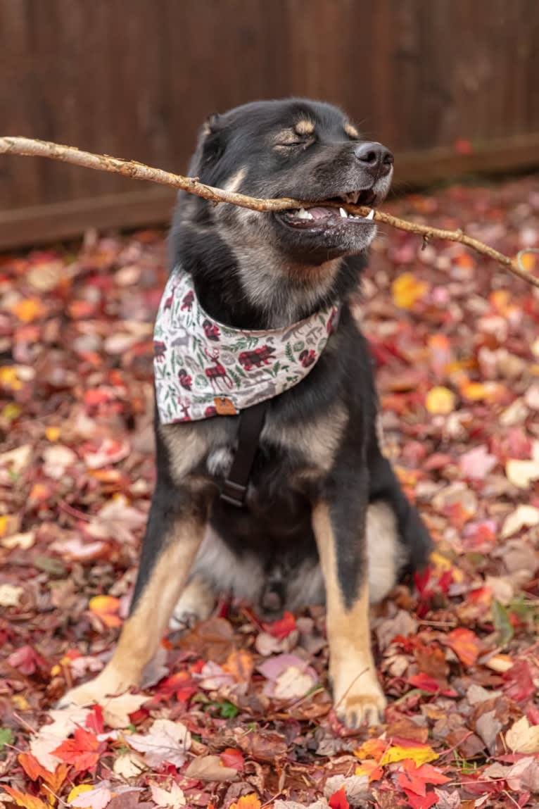 Kaiju Bear, an Akita and Alaskan Malamute mix tested with EmbarkVet.com