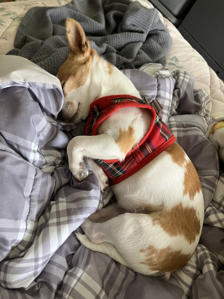 Daisy, a Chihuahua and Rat Terrier mix tested with EmbarkVet.com