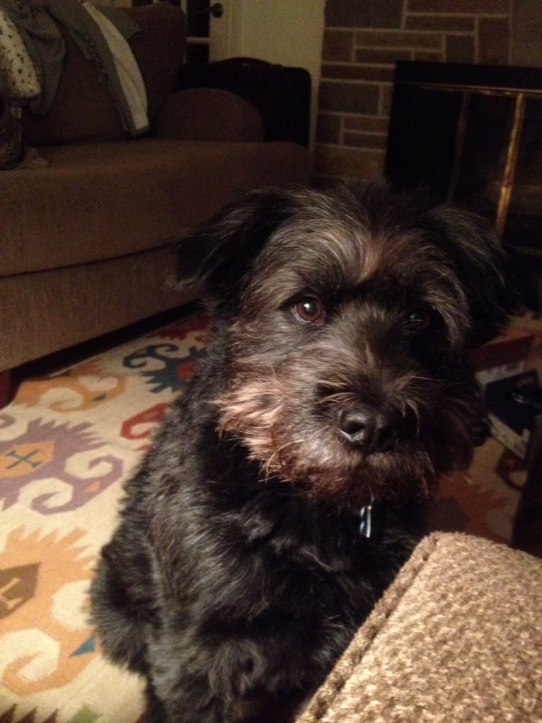 Boscoe, a Standard Schnauzer and Chinese Shar-Pei mix tested with EmbarkVet.com