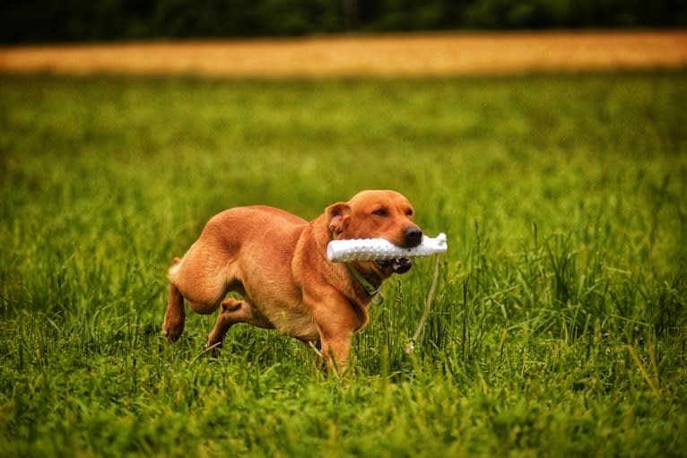 Murc, a Labrador Retriever tested with EmbarkVet.com