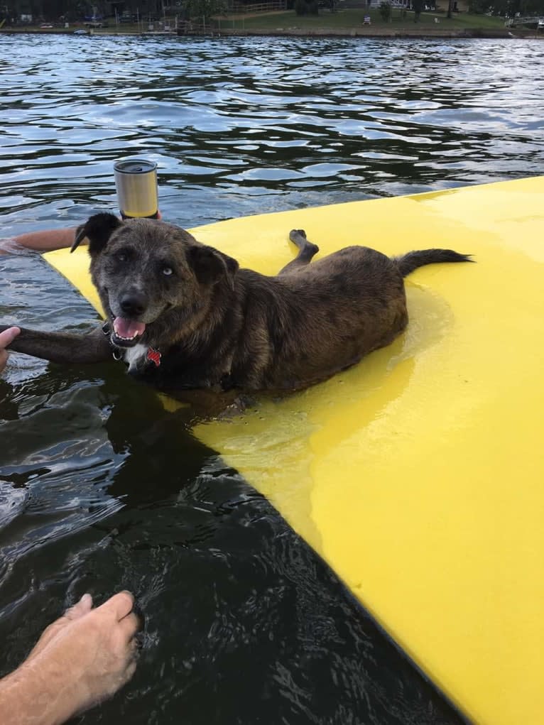 Skyye, a Catahoula Leopard Dog and Chow Chow mix tested with EmbarkVet.com