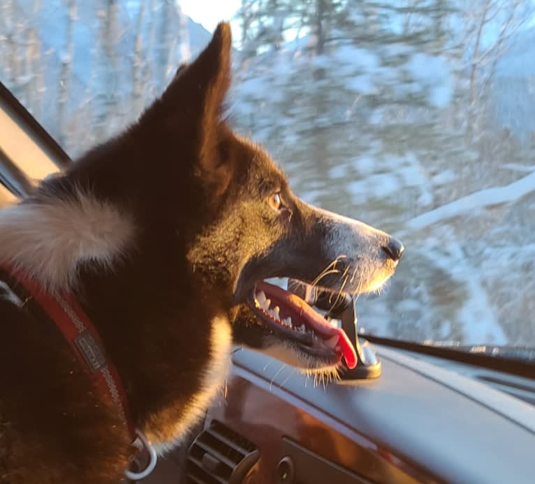 Sisu, a Karelian Bear Dog tested with EmbarkVet.com