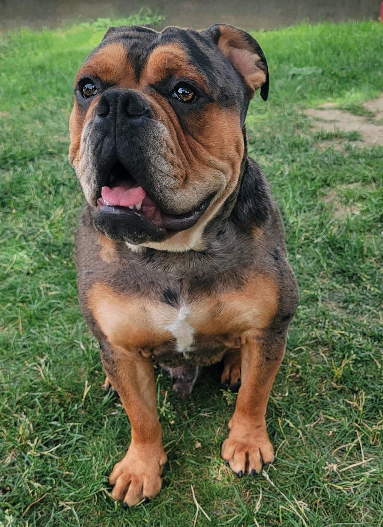 Vinny, an Olde English Bulldogge tested with EmbarkVet.com