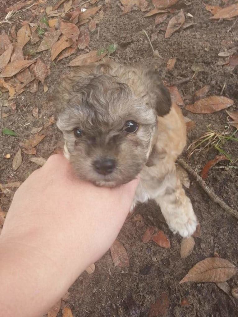 Opee, a Poodle (Small) and Chihuahua mix tested with EmbarkVet.com