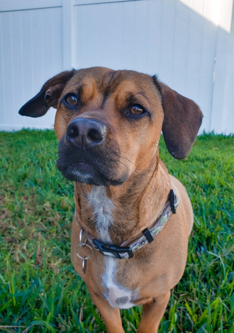 Gatlin, a Chihuahua and American Pit Bull Terrier mix tested with EmbarkVet.com