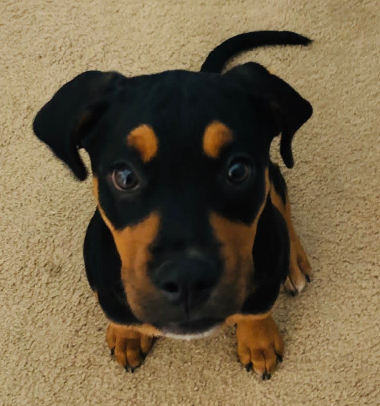 Abi, a Rottweiler and Boxer mix tested with EmbarkVet.com