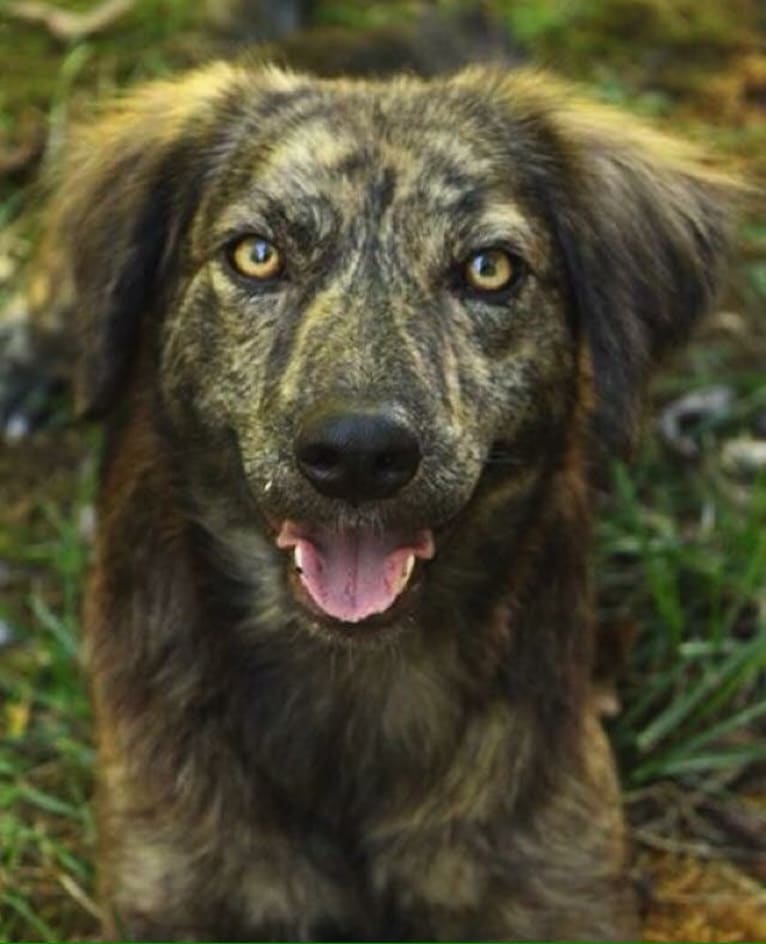 Mama dáy, a Plott and Border Collie mix tested with EmbarkVet.com