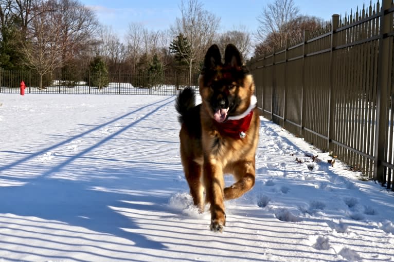 Moose, a German Shepherd Dog and Black Russian Terrier mix tested with EmbarkVet.com