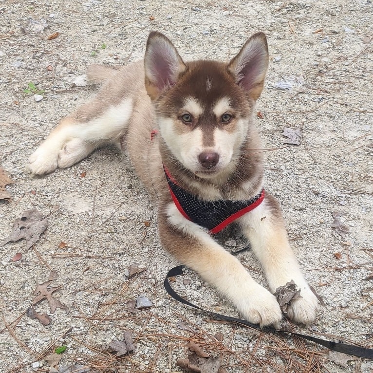 Gambit, a Siberian Husky and Australian Shepherd mix tested with EmbarkVet.com